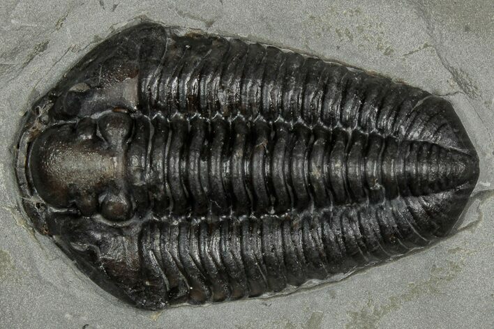 Calymene Niagarensis Trilobite Fossil - New York #357093
